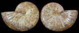 Cut & Polished, Agatized Ammonite Fossil - Jurassic #53785-1